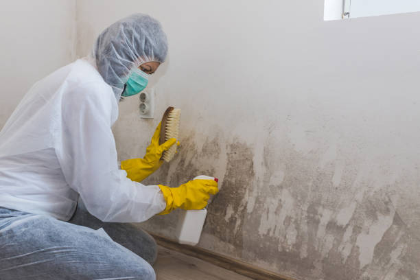 Best Mold Damage Repair  in Mount Washington, KY