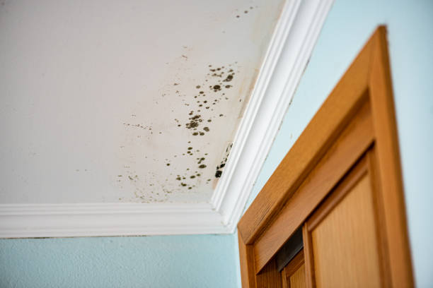 Best Fast Mold Removal  in Mount Washington, KY