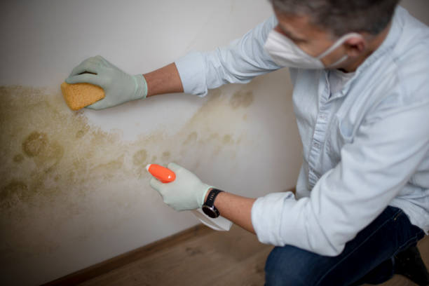 Best Local Mold Removal Service  in Mount Washington, KY