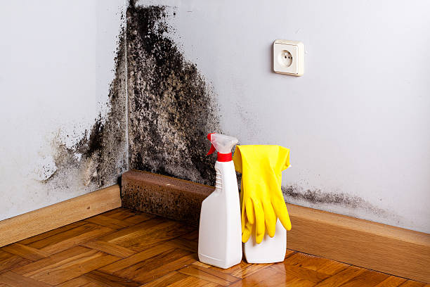 Home Mold Removal in Mount Washington, KY