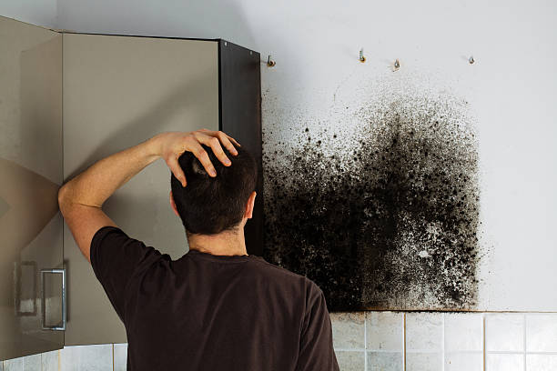 Best Certified Mold Removal  in Mount Washington, KY