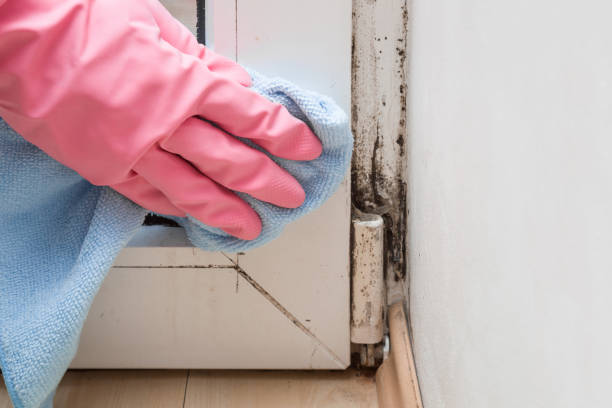 Best Office Mold Removal Services  in Mount Washington, KY