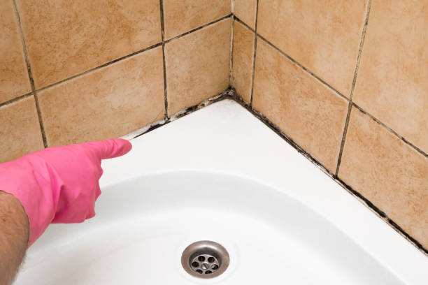 Best Professional Mold Removal  in Mount Washington, KY