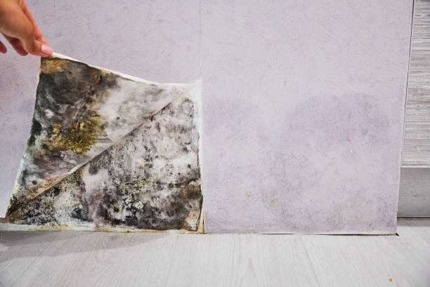 Best Black Mold Removal  in Mount Washington, KY